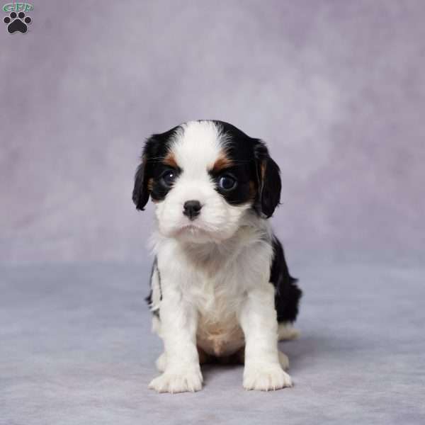 Reba, Cavalier King Charles Spaniel Puppy